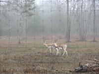 Exotic Antelopes